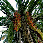 Pandanus