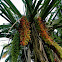 Pandanus