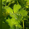 Lady's Mantle