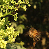 African honey bee