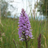 Early Marsh Orchid