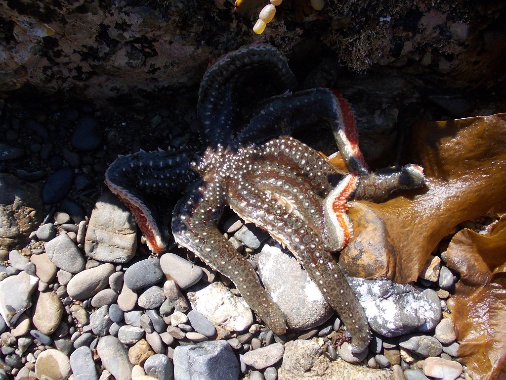 NZ Seven-armed starfish
