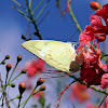 lemon emigrant (female)