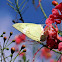 lemon emigrant (female)