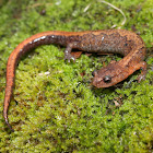 Northern Zigzag Salamander