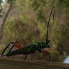 Green Longhorn Beetle; Bumelia Borer
