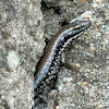 Yellow-bellied water-skink