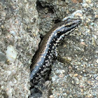 Yellow-bellied water-skink