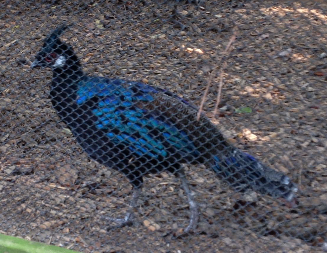 Palawan Peacock Pheasant