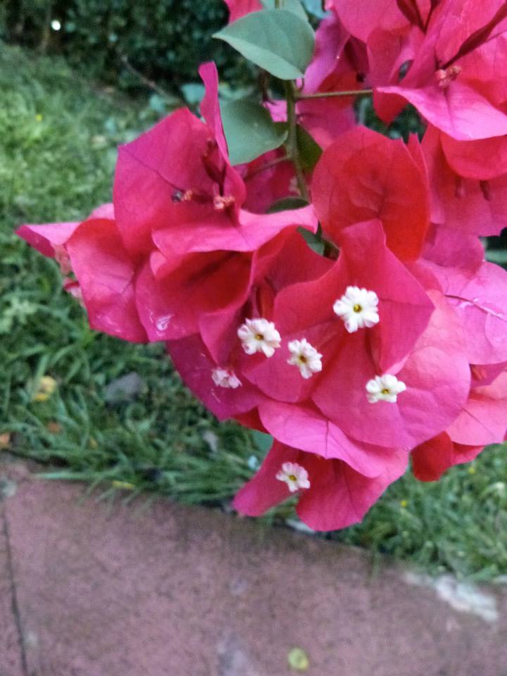 Bougainvillea