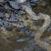 Freshwater Snake (Keelback Snake)