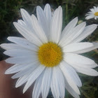 oxe-eye daisy