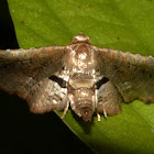 Picture-winged Leaf Moth