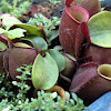 Flask-Shaped Pitcher-Plant