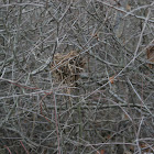 Bird nest