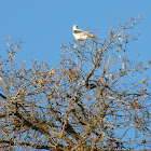 White tailed Kite