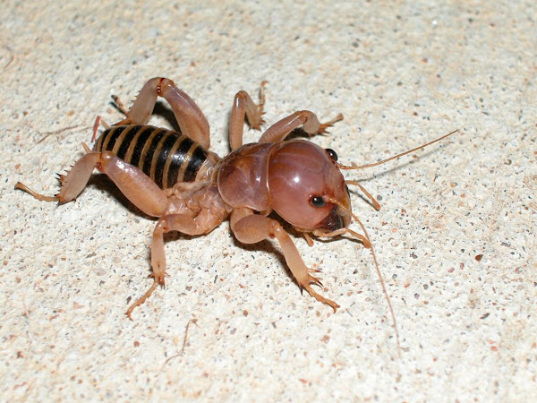 Jerusalem Cricket Project Noah