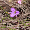 Purple Fringe Lily