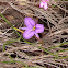 Purple Fringe Lily
