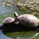 Painted Turtle