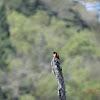 Rufous hummingbird