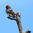 Lesser striped swallow