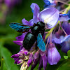 Violet Carpenter Bee
