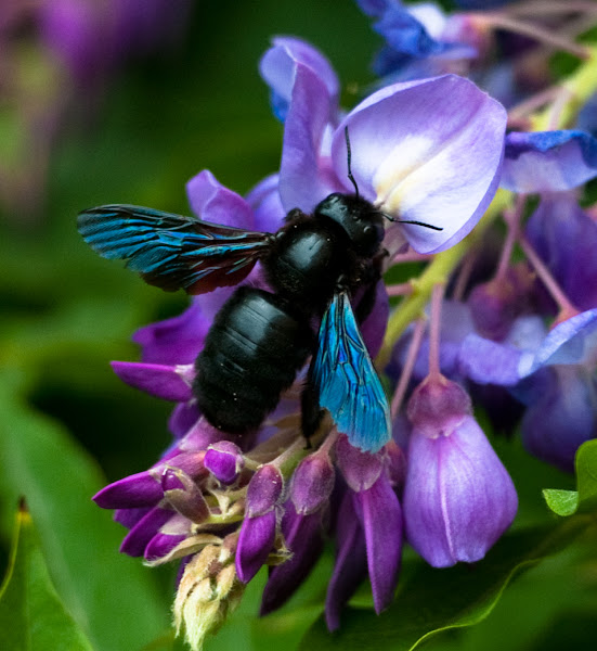 Violet Carpenter Bee Project Noah