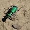 eight spotted tiger beetle