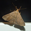 Bent-Wing owlet moth