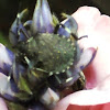 Stink Bug (nymph)