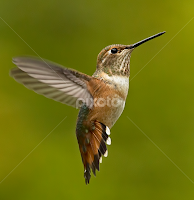 Hummingbird,  by Sheldon Bilsker - Animals Birds