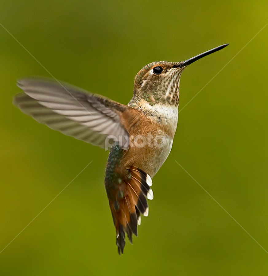 Hummingbird,  by Sheldon Bilsker - Animals Birds