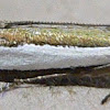 Large-striped Grass-veneer Moth