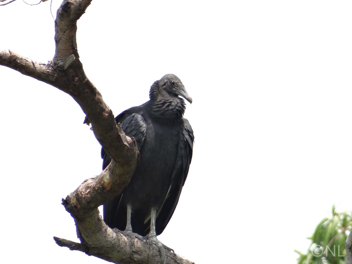 Black Vulture