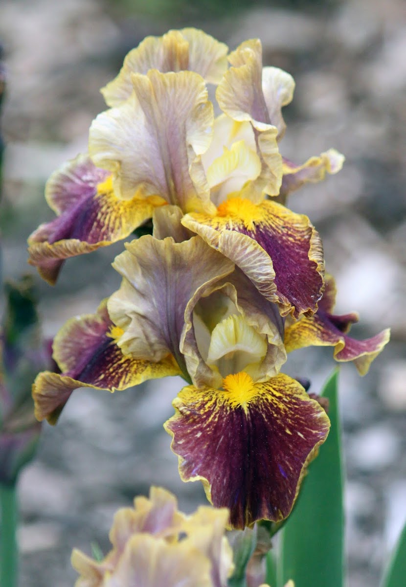 Tall Bearded Iris 'Bonkers'