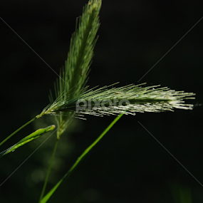 by Sonja Stajic - Nature Up Close Leaves & Grasses