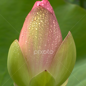 Dew Kissed Pink Beauty by Jennifer Wheatley-Wolf - Flowers Flower Buds
