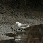 Glaucous-winged Gull hunting Green-winged Teal