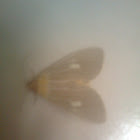 Asota (moth)