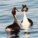 Great-crested grebe, courting