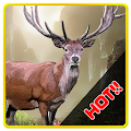 Jungle Wolf Hunting Apk