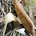 Ribbons mushroom