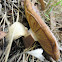 Ribbons mushroom