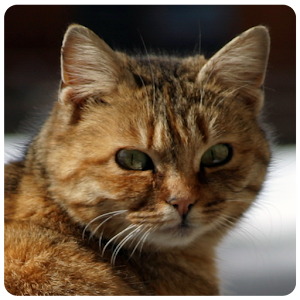My Cat Secrets 2.1