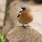 Chaffinch