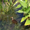 Mottled duck