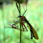 Hangfly with prey