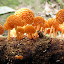 Orange Pore Fungus
