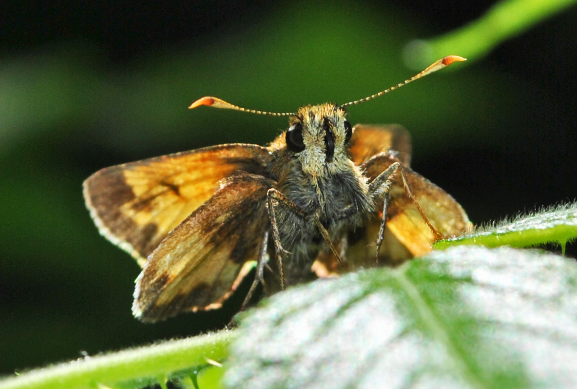 Hobomok Skipper